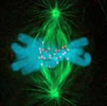 Explain the two main mysteries in genetics of genomes