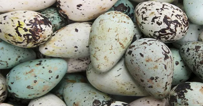 Explain why some seabirds have pear shapes