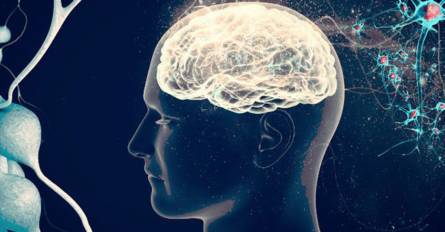 explain-why-the-brain-uses-so-much-energy