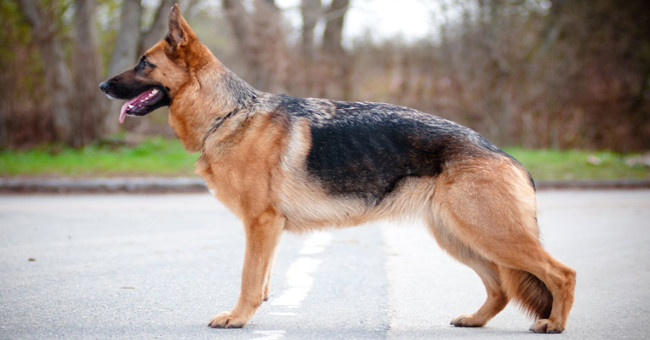 Explain why the Dog is often trained as a dog