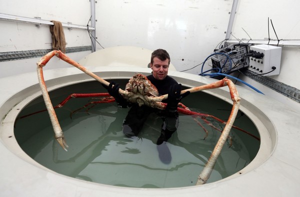 Explaining the cause of the terrifying giant creatures under the sea