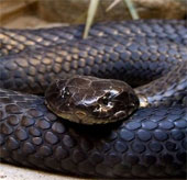 Explaining the story of a poisonous tiger snake turned into a