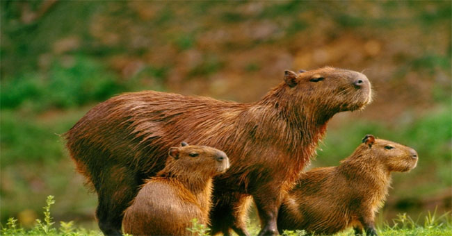 Explaining why water hamsters don't get cancer