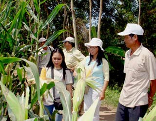 Exploiting the potential of hybrid corn