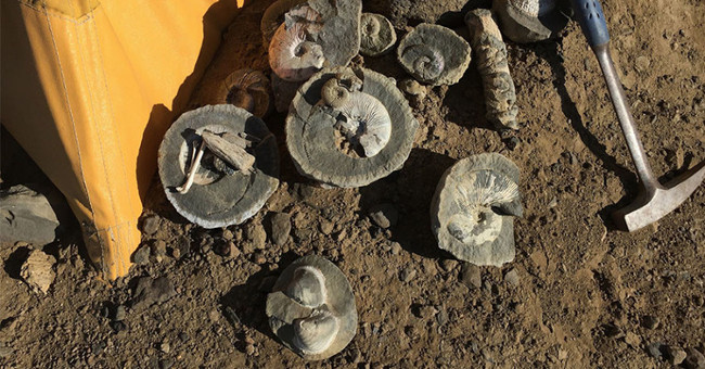 Explore Antarctica, discover 1 ton of dinosaur fossils