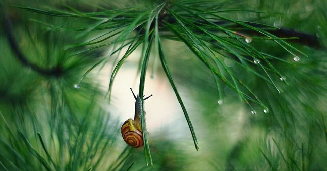 Explore the dreamlike world as a fairy of snails
