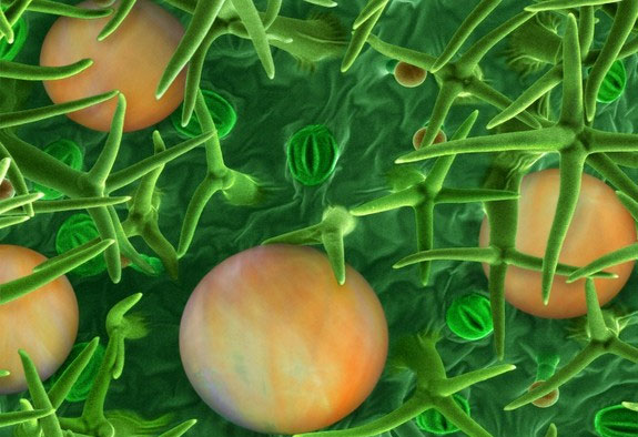 Explore the magical world under a microscope