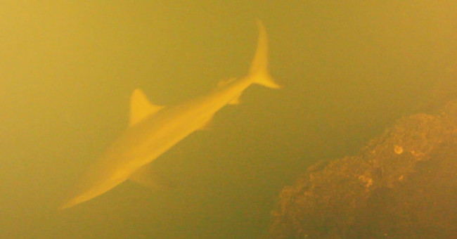 Explore the mysterious sharks that live in the crater