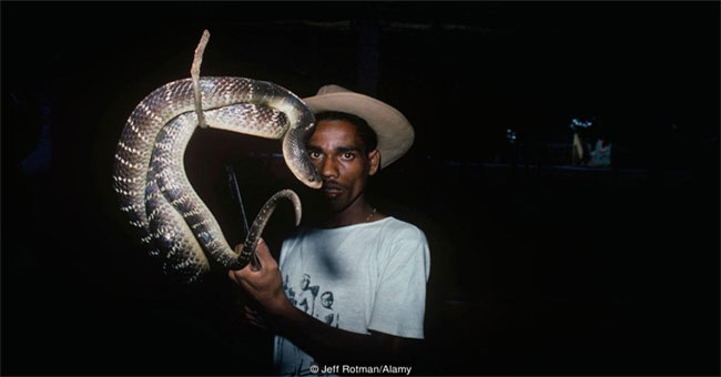 Explore the mysterious snake tribe in India