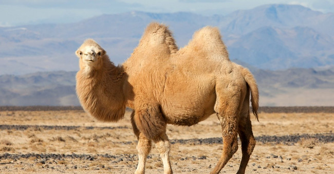 Explore the mystery of the camel's hump