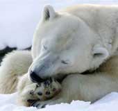 Explore to protect polar bears