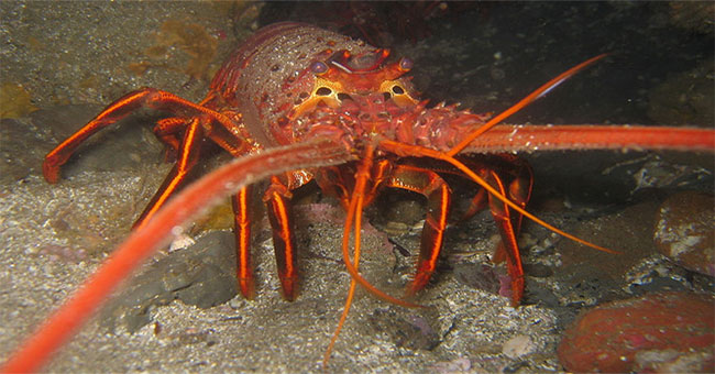 Exploring about the 'aquatic monster' shrimp that is extremely voracious in Vietnam
