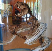 Extinct animals are forgotten by humans