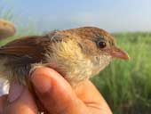 Extinct birds over 7 decades re-exported