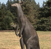 Extract DNA of two ancient kangaroo species