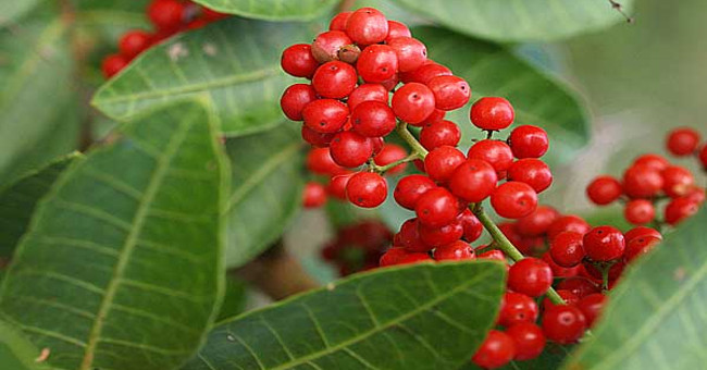 Extract from this fruit can fight deadly bacteria