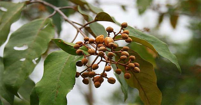 Extracted from leaves of Vismia baccifera cured of liver cancer