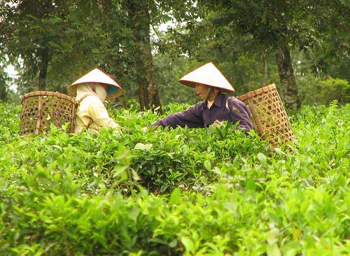 Extraction of anticorrosion agents from tea plants