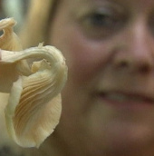 Extracts from abalone mushroom treat colon cancer