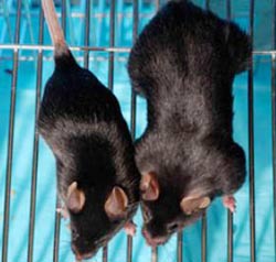 'Extraordinary mice' are made more extraordinary