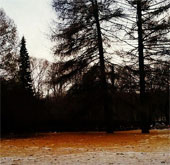 Extraordinary orange snow in Russia