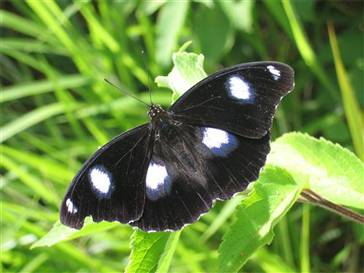 Extreme evolution to avoid extinction