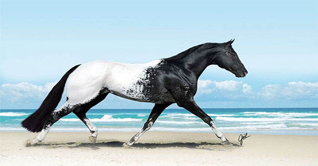 'Extremely' animals make it hard to believe they really exist!