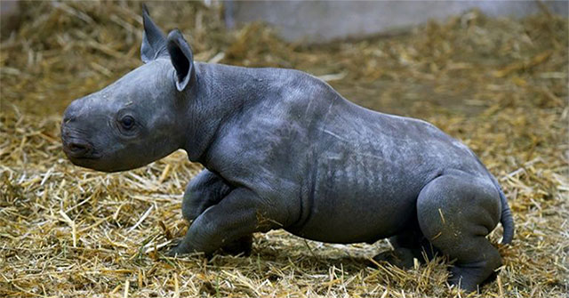 Extremely endangered black rhinoceros was born at the French zoo