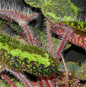 Extremely hairy plants in Vietnam