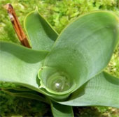 Extremely hidden carnivorous plants