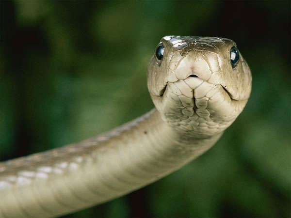 Extremely poisonous snake venom can be used as an analgesic
