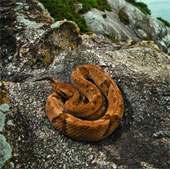 Extremely poisonous snake with a bite that causes the victim to break the bone