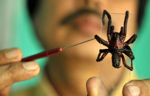 Extremely poisonous spider bites deadly