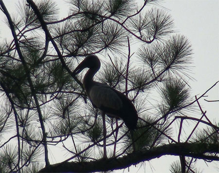 Extremely rare birds appear more and more in the city