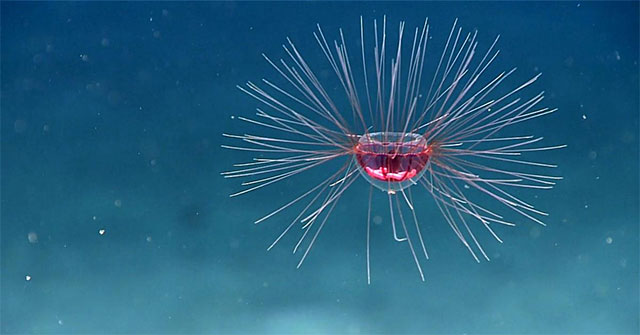 Extremely rare footage of 'ghostly' jellyfish named after the Medusa snake