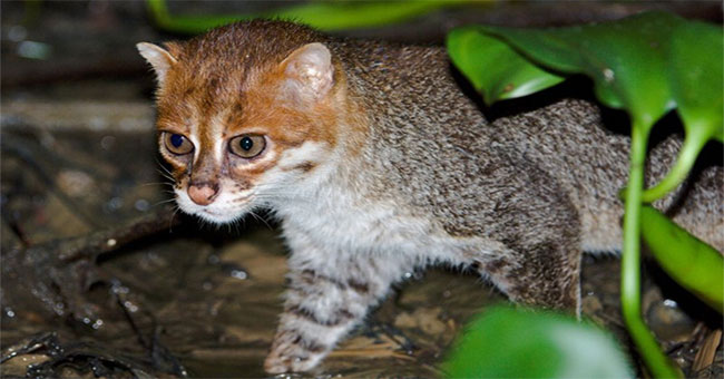 Extremely rare photo of flat-headed wild cats