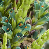 Extremely rare plants 100 years new flowering and then die