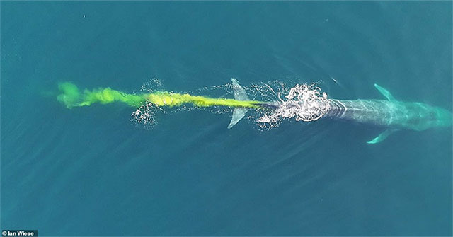 Extremely rare scene: The planet's largest creature ... 'walks badly' in the middle of the ocean