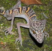 Extremely rare species about to become extinct in the Mekong River