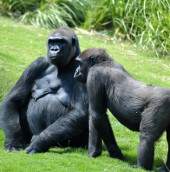 Extroverted personality helps long gorillas