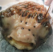 Eye surgery for ... puffer fish