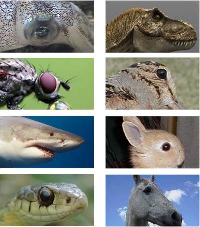 Eyes evolved to have X-ray capacity