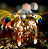 Eyes of mantis shrimp
