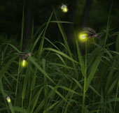 Fabricated LEDs from fireflies