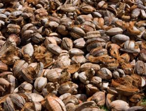 Fabrication of automobile parts from coconut