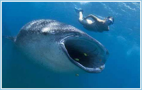 Face the giant fish mouth