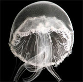 Face the 'invisible' creatures at the bottom of the sea