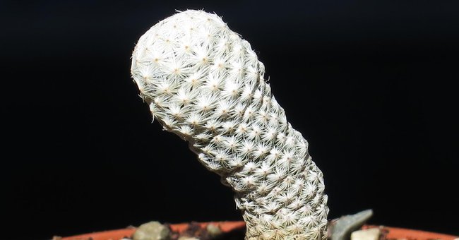 Face the most rare plants on the planet