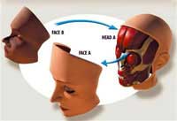 Face transplant for dead people