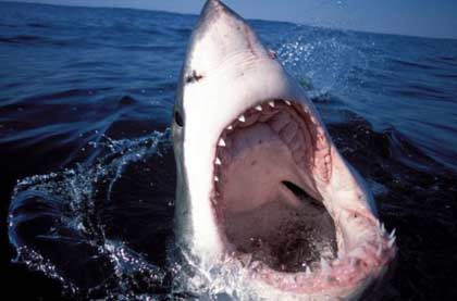 Fact and fiction about sharks